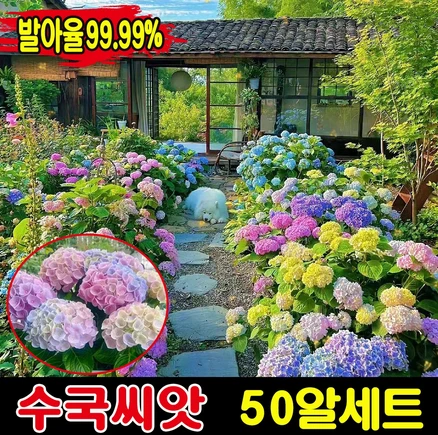 수국씨앗